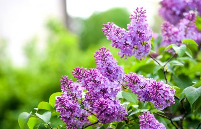 Create More Space for Other Plants by Removing Lilacs!