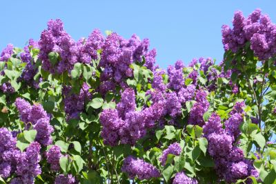 Improve the Health of Your Garden with Lilac Removal!
