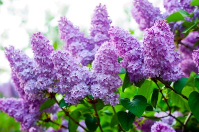 Lilac Removal