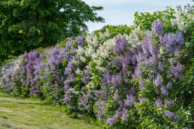 Promote the Healthy Growth of Shrubs with Shrub Maintenance!