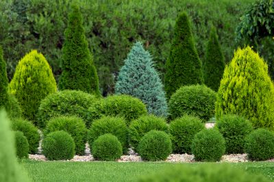 Healthy and Vibrant Shrubs!