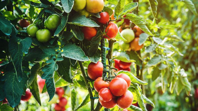 Enhance Fruit Production By getting Expert Vine Pruning!