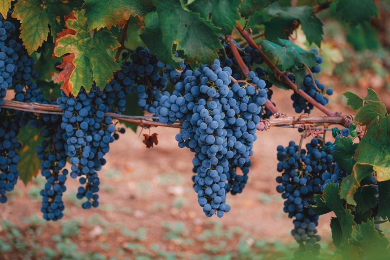Getting Professional Vine Pruning Improves Aesthetic Appeal!