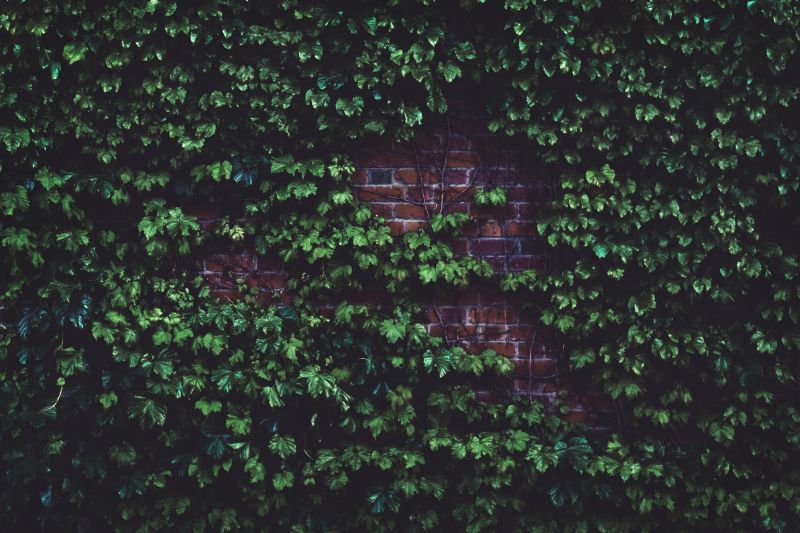 Vine Pruning