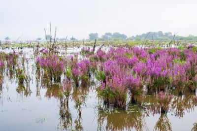 Increase Biodiversity with Purple Loosestrife Removal!