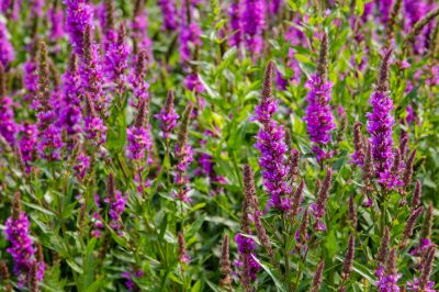 Preserve Native Plants with Purple Loosestrife Removal!