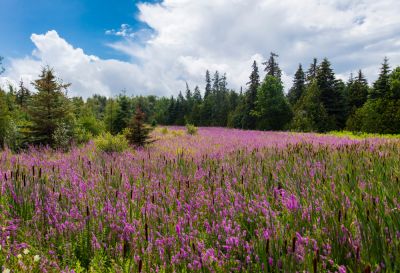 Purple Loosestrife is an Invasive Plant!