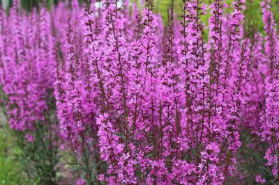 Purple Loosestrife Removal
