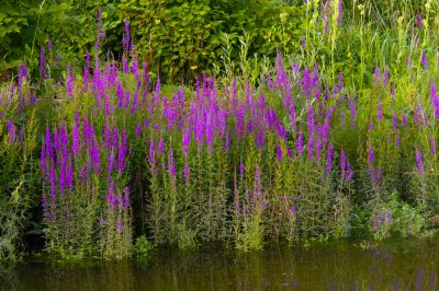 Remove Purple Loosestrife from Wetlands!