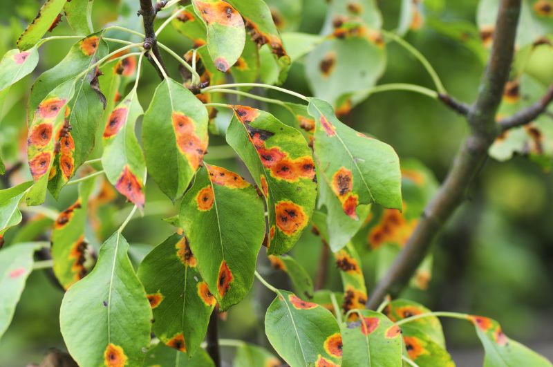 Diseased Plant Removal