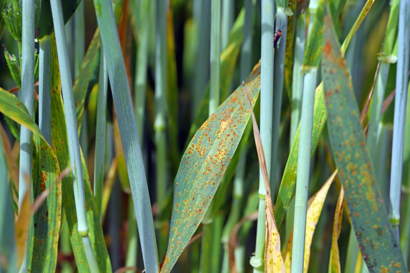 Protects Surrounding Plants