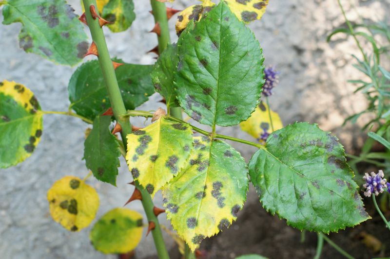 Reduces Pest Infestation