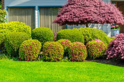Get Shrub Pruning Services!