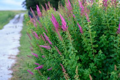 Butterfly Bush Pruning