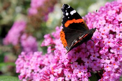 Get Beautiful Pink and Purple Blooms!