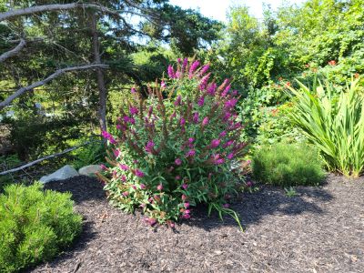 Keep Your Butterfly Bush Healthy!