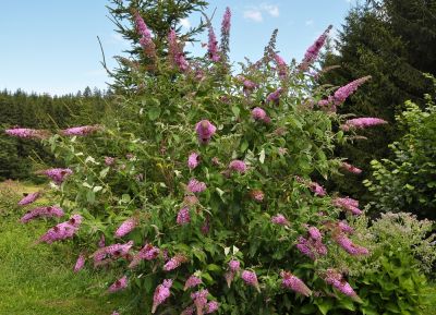 Maintain the Shape of the Butterfly Bush!