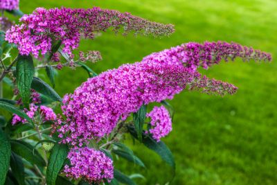 Produce Eye Catching Blooms!