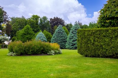 Avoid Overgrowth of Your Shrubs with Shrub Trimming!