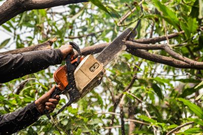 Get Tree Trimming Services!
