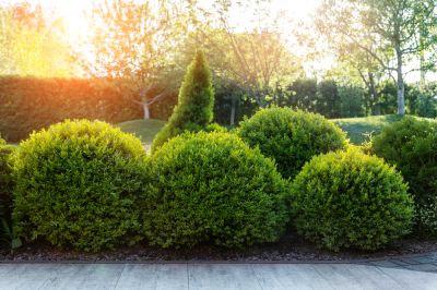 Boxwood Removal
