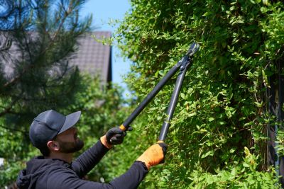 Professional Honey Suckle Trimming