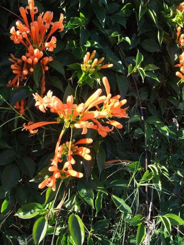 Increase Flowering