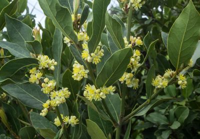 Professional Laurel Trimming