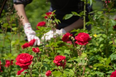 Rose Trimming