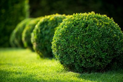 Shrub Removal Services