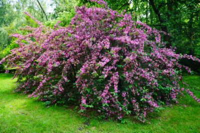 Weigela Pruning Service