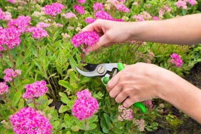Perennial Trimming