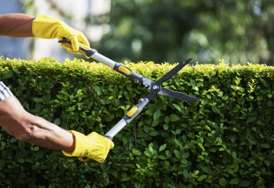 Shrub Shaping